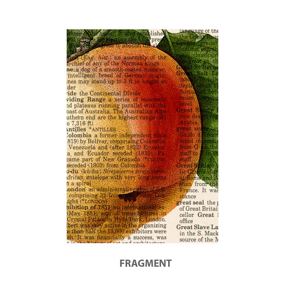 Apple and Butterfly art print S&G Studio fragment