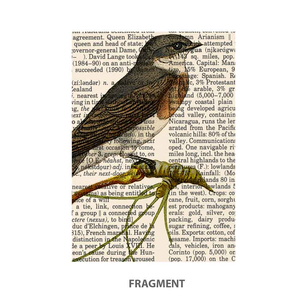 Pear, swallow and butterfly art print S&G Studio fragment